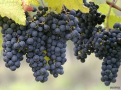 超早熟马陆葡萄开售，快来品尝“专利”葡萄