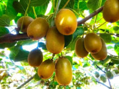 政企携手产业新路 共绘绿色农业蓝图——眉县猕猴桃产业与现代牧业的绿色联盟诞生记