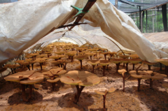 科技赋能菌业，安惠生物科技打造乡村振兴“新范本”